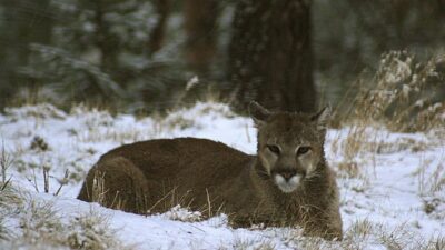 ABD’de Rocky Dağları’nda tek başına yürüyüş kadın puma saldırısı sonucu