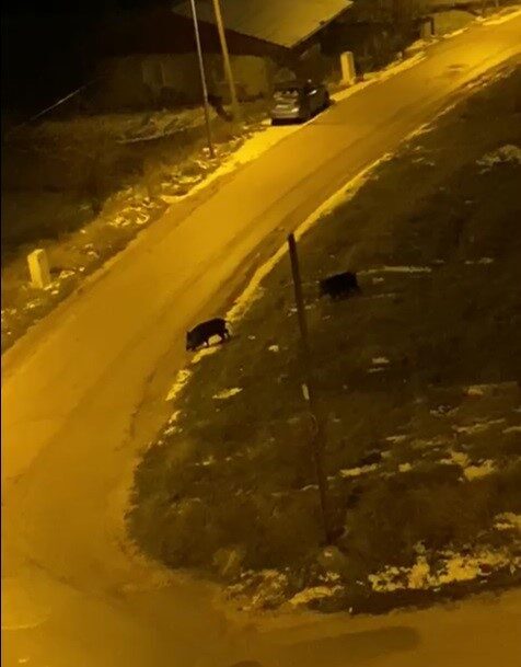 Bilecik’te soğuk havada yiyecek bulmakta zorlanan iki domuzun sokaklarda gezindiği