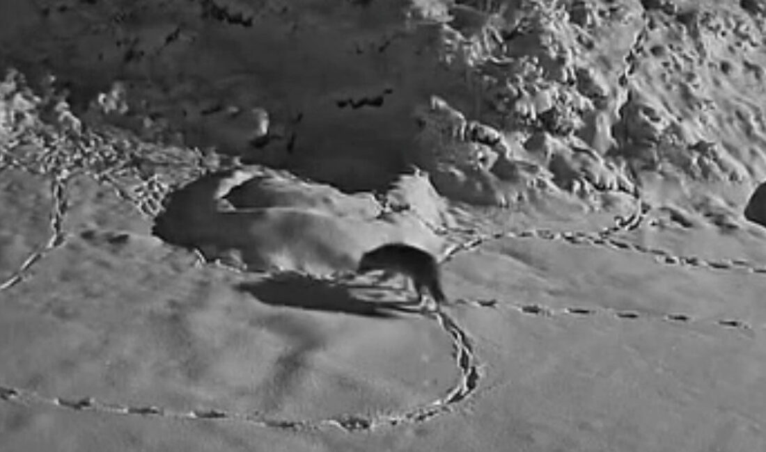 Elazığ’da aç kalan kurt mezraya indi. O anlar güvenlik kameralarına