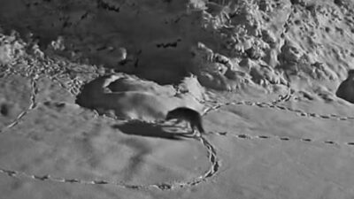 Elazığ’da aç kalan kurt mezraya indi. O anlar güvenlik kameralarına