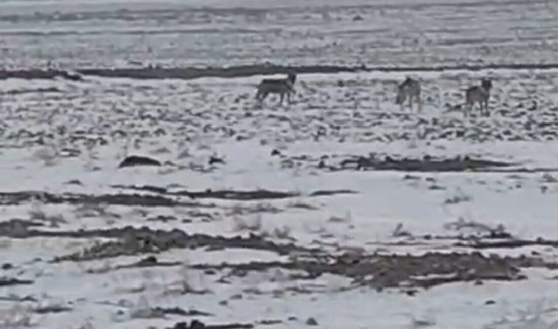 Soğuk hava şartlarının etkisini artırmasıyla birlikte dağlık alanlarda yiyecek bulmakta