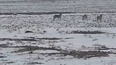 Soğuk hava şartlarının etkisini artırmasıyla birlikte dağlık alanlarda yiyecek bulmakta