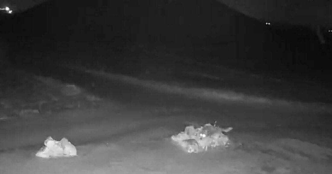 Nevşehir’de aç kalan kurtların köye indiği görüntüler güvenlik kameralarına yansıdı.