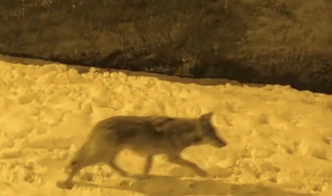 Diyarbakır’ın Çermik ilçesinde aç kakan kurtlar şehir merkezine kadar indi.