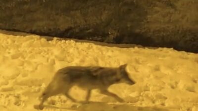 Diyarbakır’ın Çermik ilçesinde aç kakan kurtlar şehir merkezine kadar indi.