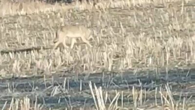 Nevşehir’de aç kalan kurtlar yol kenarında yiyecek ararken cep telefonu