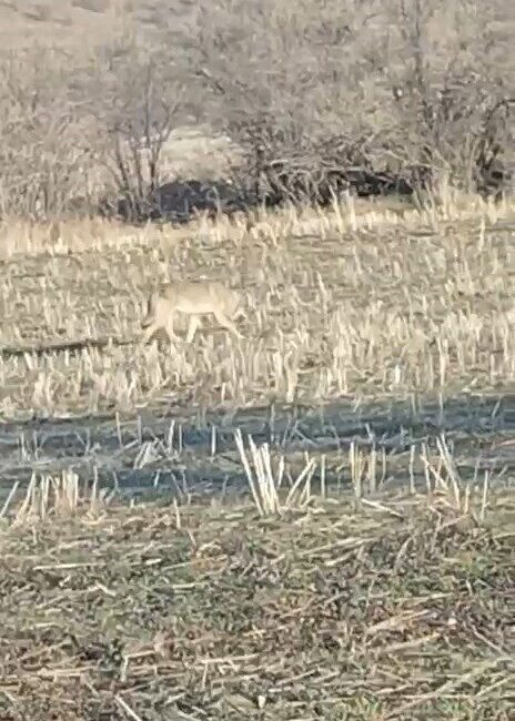 Nevşehir’de aç kalan kurtlar yol kenarında yiyecek ararken cep telefonu
