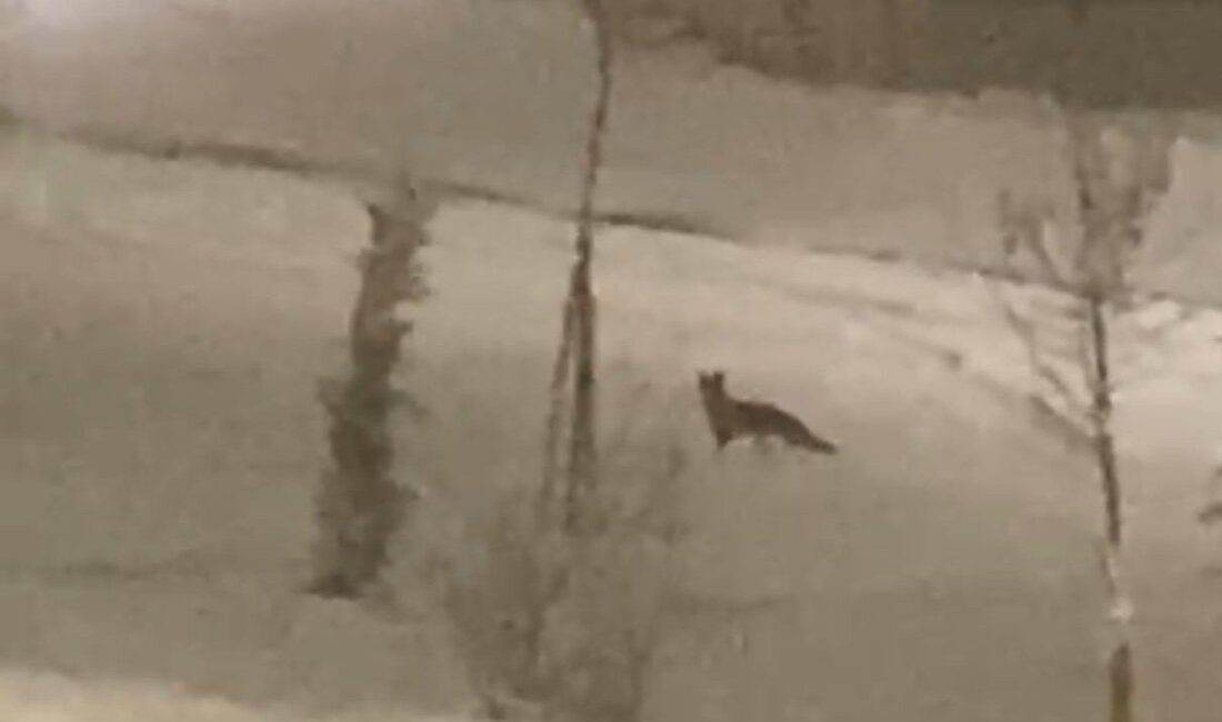 Malatya’da doğal ortamında yiyecek bulmakta zorlanan bir tilki yiyecek aramak