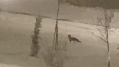 Malatya’da doğal ortamında yiyecek bulmakta zorlanan bir tilki yiyecek aramak