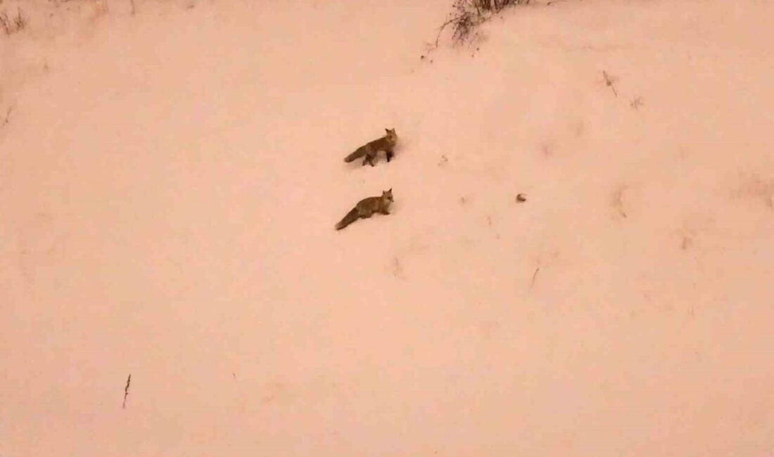 Bitlis’te etkili olan yoğun kar yağışı ve soğuk hava nedeniyle