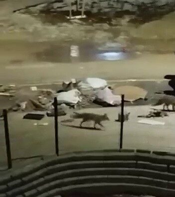 Adıyaman’da, aç kalan tilkiler yerleşim alanındaki çöplerde yiyecek aradı. Yaklaşık