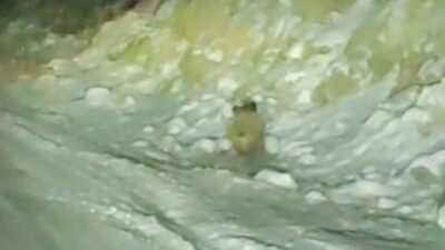 Konya’nın Halkapınar ilçesinde kara yoluna inen yaban domuzu cep telefonu