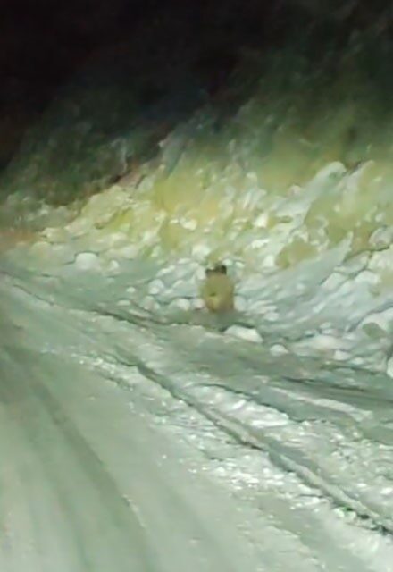 Konya’nın Halkapınar ilçesinde kara yoluna inen yaban domuzu cep telefonu