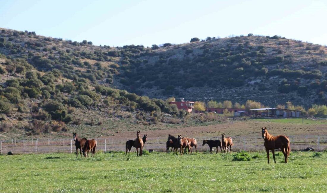 Adana’nın Kozan ilçesinde yaklaşık 30 yıldır milyonluk safkan İngiliz ve