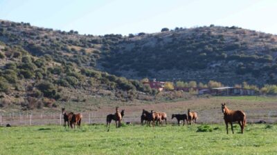 Adana’nın Kozan ilçesinde yaklaşık 30 yıldır milyonluk safkan İngiliz ve