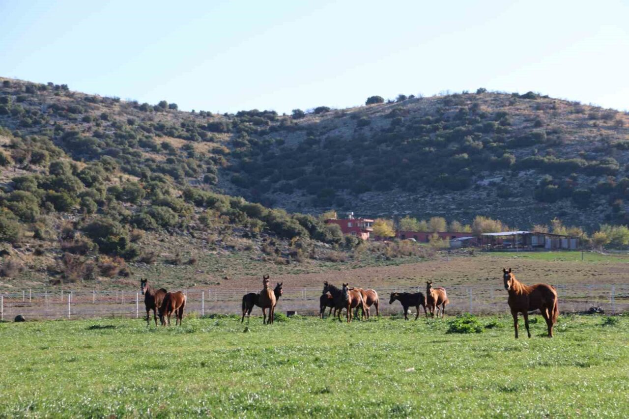 Adana’nın Kozan ilçesinde yaklaşık 30 yıldır milyonluk safkan İngiliz ve