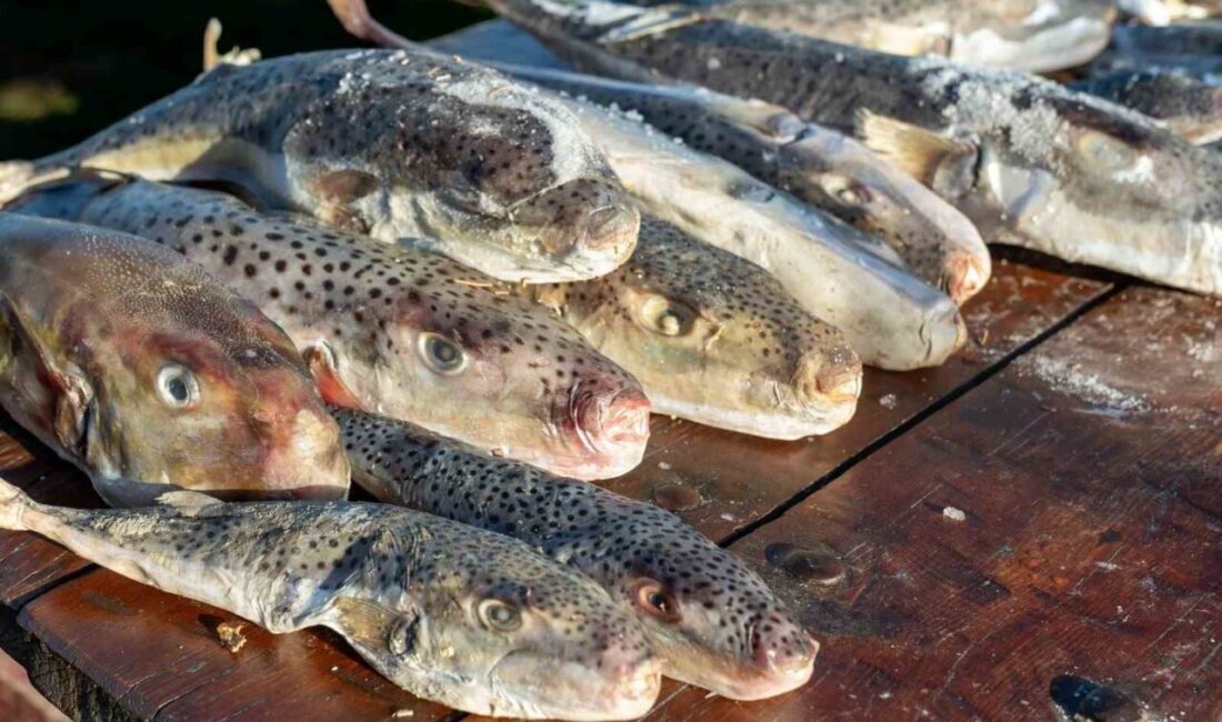 Adana’da balıkçılar tarafından 4 günde 128 bin balon balığı Akdeniz’den