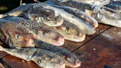 Adana’da balıkçılar tarafından 4 günde 128 bin balon balığı Akdeniz’den