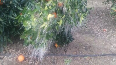 Meteoroloji Genel Müdürlüğü’nün zirai don riskine karşı uyardığı Adana’da gece