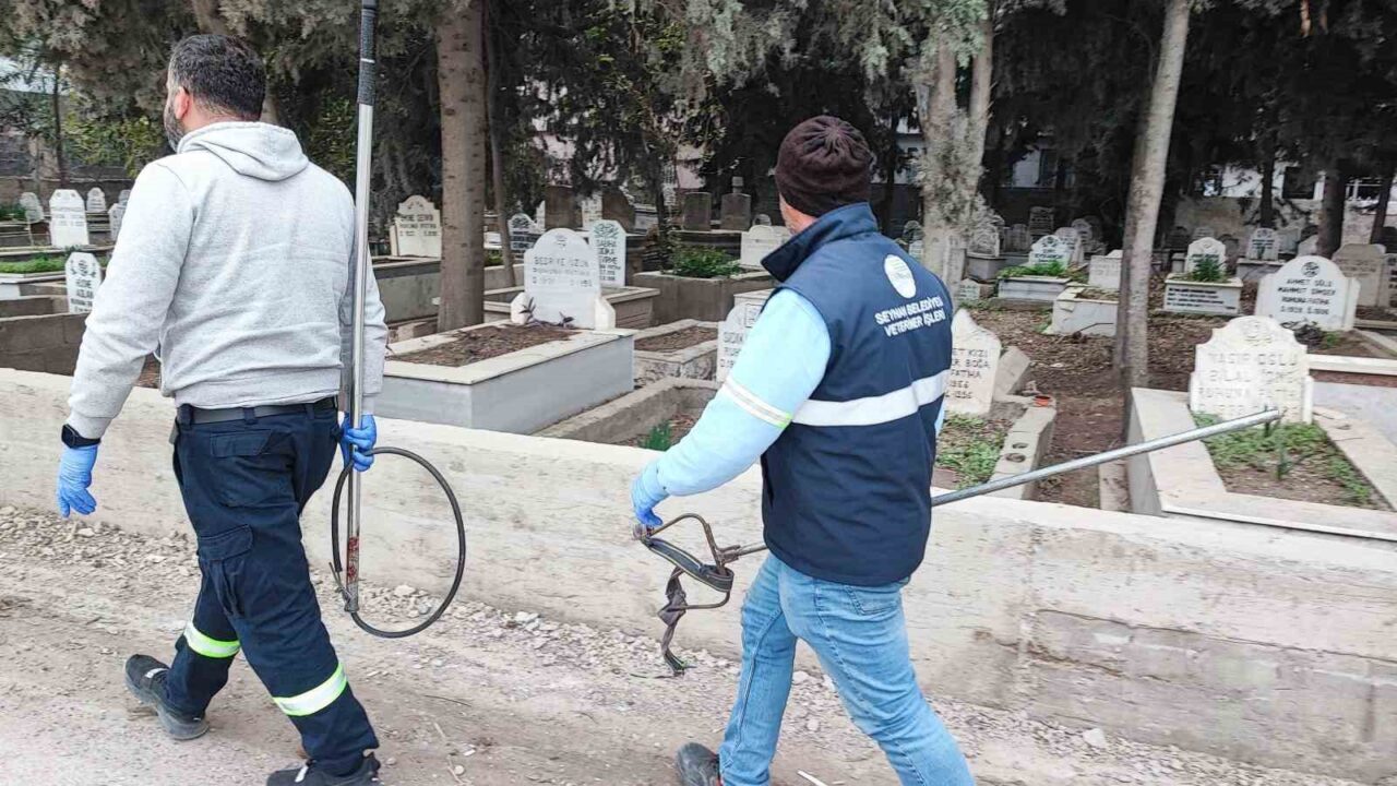 Adana’da Akkapı Mahallesinde sürü halinde gezen sokak köpekleri nedeniyle vatandaşlar