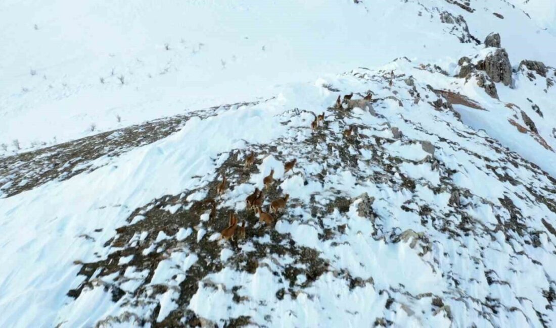 Adıyaman’da kar üzerinde kalabalık şekildeki yaban keçileri havadan görüntülendi. Koçali