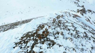 Adıyaman’da kar üzerinde kalabalık şekildeki yaban keçileri havadan görüntülendi. Koçali