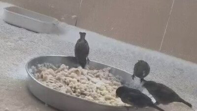 Adıyaman’da birkaç gündür etkili olan kar yağışı sonrası sokak hayvanları