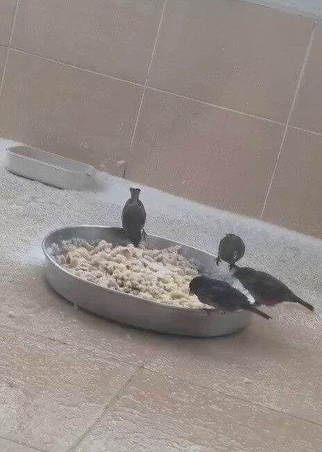 Adıyaman’da birkaç gündür etkili olan kar yağışı sonrası sokak hayvanları