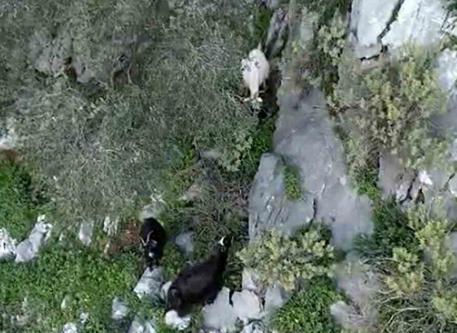 Muğla’nın Ula ilçesi Kıyra Mahallesinde sarp kayalıklarda mahsur akalan iki