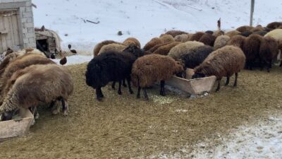 Ağrı’nın Patnos ilçesinde besiciler, kar yağışı ve soğuk havada meraya