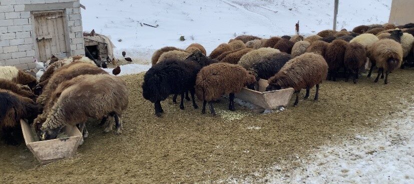 Ağrı’nın Patnos ilçesinde besiciler, kar yağışı ve soğuk havada meraya
