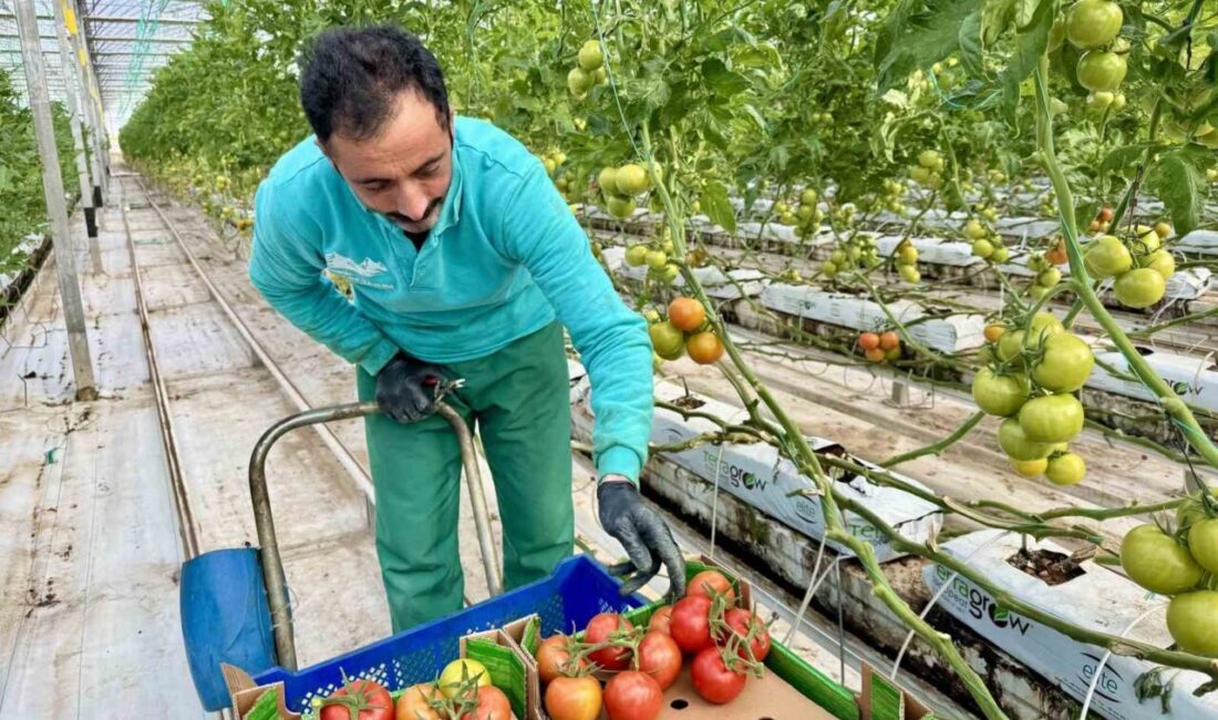 Ağrı’nın Diyadin ilçesinde jeotermal kaynaklar üzerinde domates üretiminin yapıldığı seralarda