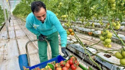 Ağrı’nın Diyadin ilçesinde jeotermal kaynaklar üzerinde domates üretiminin yapıldığı seralarda