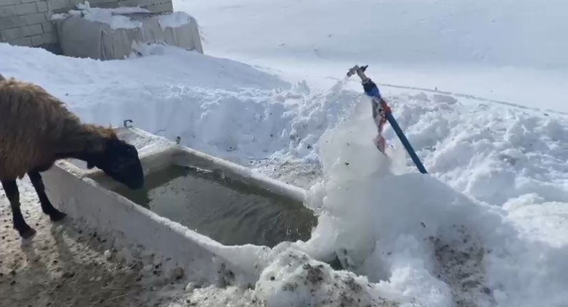 Ağrı’da dondurucu hava nedeniyle kent merkezinde ağaçlar ve bitkiler kırağı