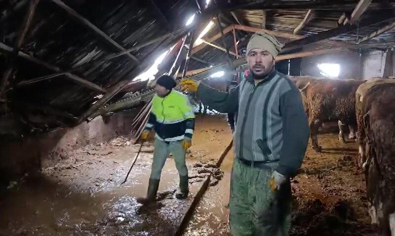 Sivas’ın Altınyayla ilçesinde bir ahırın çatısı biriken kara dayanamayarak çöktü,