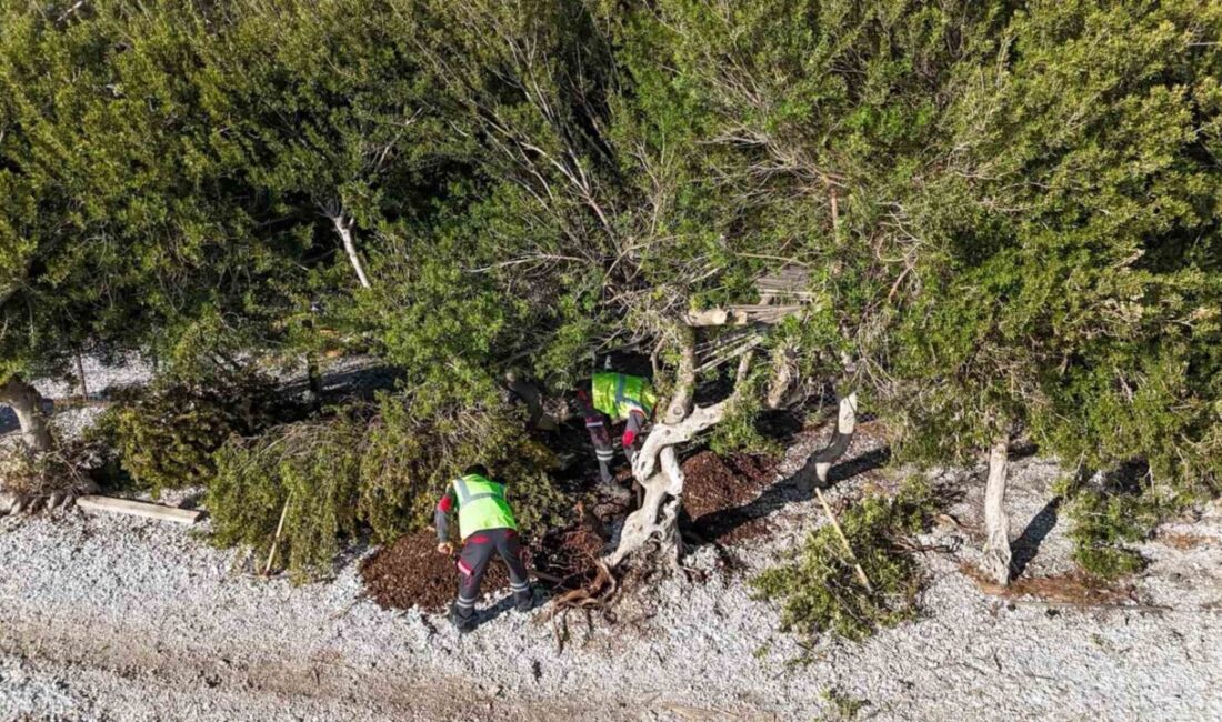 Menteşe Belediyesi ekipleri, Akbük Plajı’nda devrilen sakız ağacını, dokusuna zarar