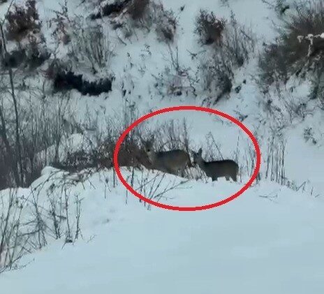 SAMSUN (İHA) – Samsun’un kış turizminin en önemli destinasyonlarından biri