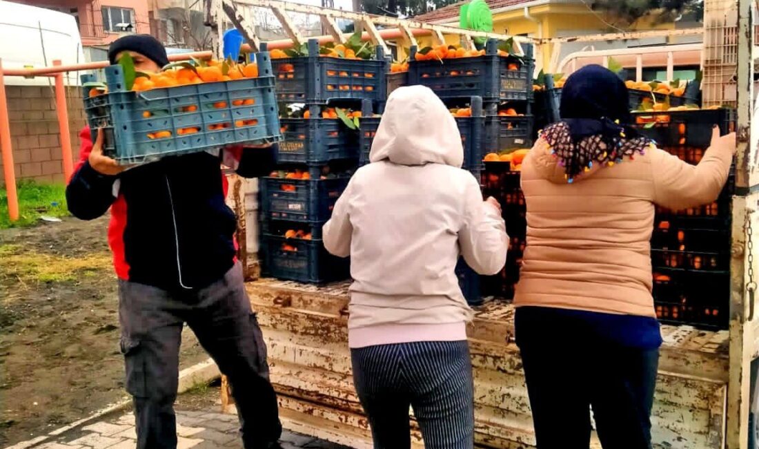 Çeşme Alaçatı Gıda Topluluğu, “Dalından Sofraya, El Birliğiyle Hatay’a” sloganıyla