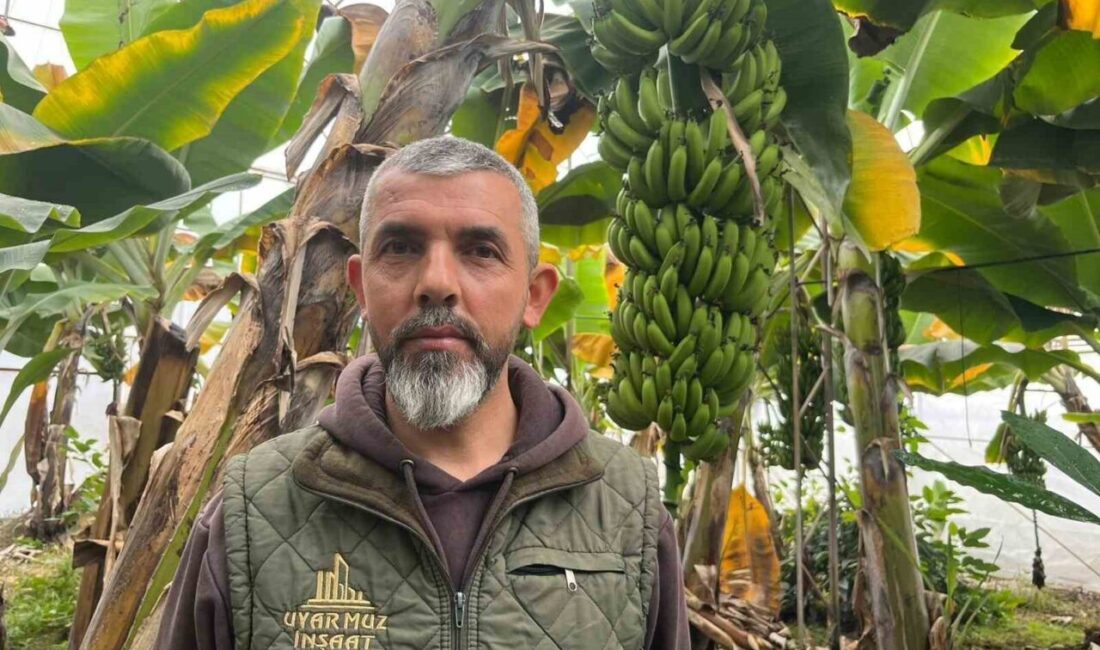 Türkiye’nin önemli muz üretim merkezlerinden olan Antalya’nın Alanya ilçesi, ülke