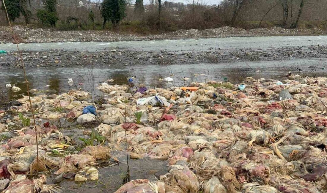 Zonguldak’ın Alaplı ilçesinde çay yatağında onlarca tavuk ölüsüne rastlandı. Olayla