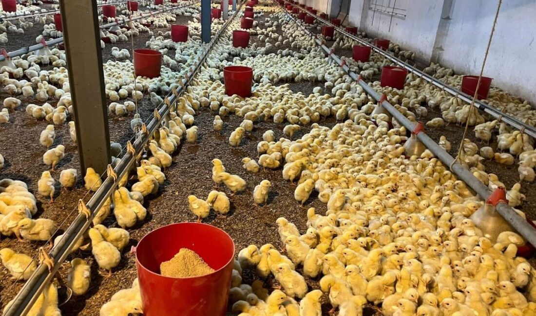 Zonguldak’ın Alaplı ilçesine bağlı Hacıhasan Köyü’nde bulunan bir tavuk kümesinde