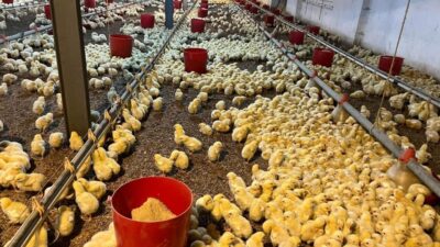 Zonguldak’ın Alaplı ilçesine bağlı Hacıhasan Köyü’nde bulunan bir tavuk kümesinde