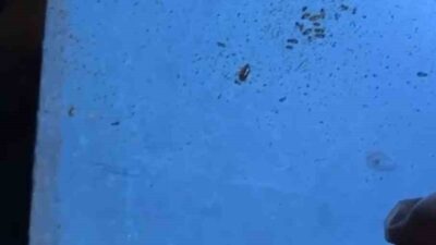 Hatay’da Primemall Alışveriş Merkezi’nde zabıta ekipleri tarafından gerçekleştirilen denetimlerde, yemek