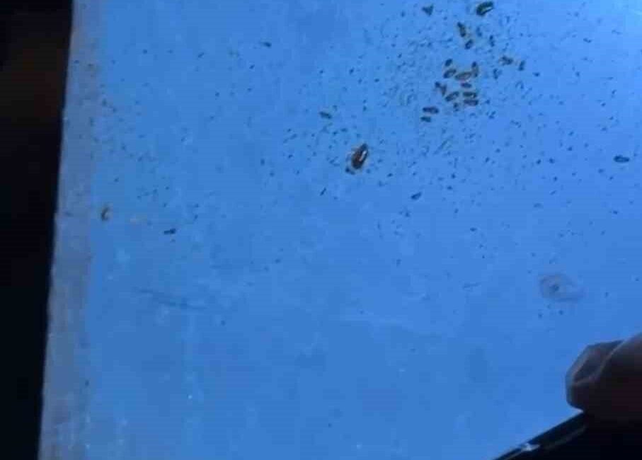 Hatay’da Primemall Alışveriş Merkezi’nde zabıta ekipleri tarafından gerçekleştirilen denetimlerde, yemek