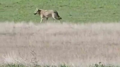 Ankara’nın Beypazarı ilçesinde aç kalan kurtlar tarlada çalışan köylülerin yanına