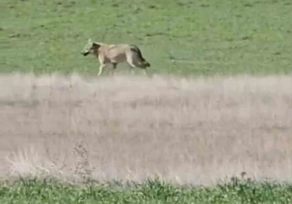Ankara’nın Beypazarı ilçesinde aç kalan kurtlar tarlada çalışan köylülerin yanına