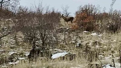 Ankara’nın Güdül ilçesinde sürü halinde dolaşan yaban geyikleri cep telefonu