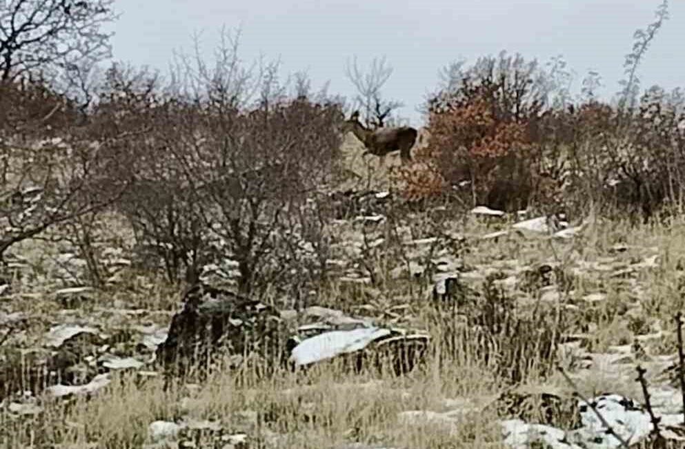 Ankara’nın Güdül ilçesinde sürü halinde dolaşan yaban geyikleri cep telefonu