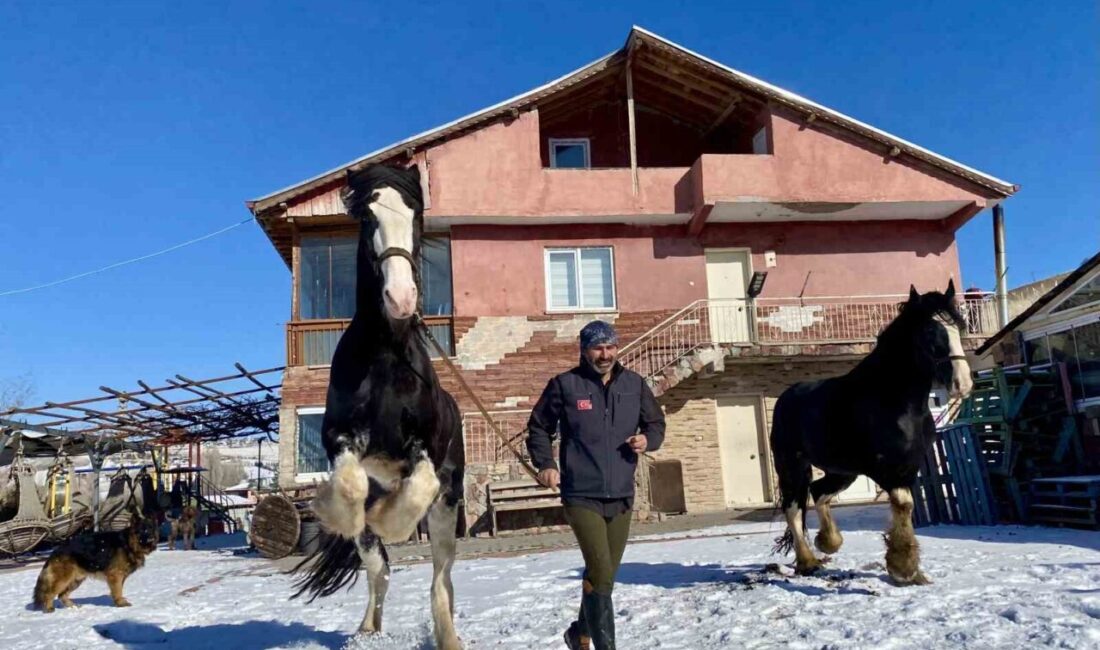 Ankara’nın Çubuk ilçesinde yaşayan Özgür Peştanlı; kurtlardan köpeklere, atlardan eşeklere