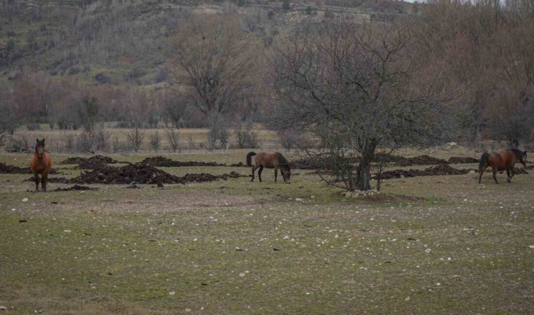 Ankara’da yaban hayatının simgelerinde olan yılkı atları havadan görüntülendi. Ankara’nın